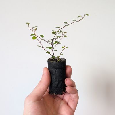 Muehlenbeckia Sealand Compact en mini-motte - Leaderplant