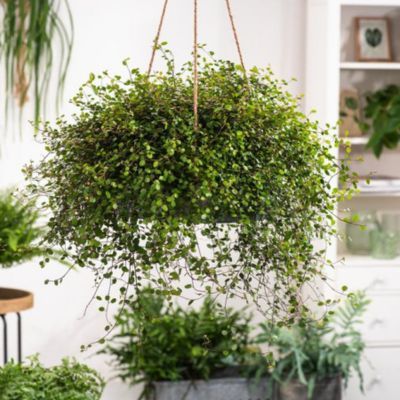 Muehlenbeckia Sealand Compact - Leaderplant