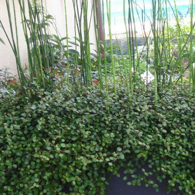 Muehlenbeckia Sealand Compact - Leaderplant