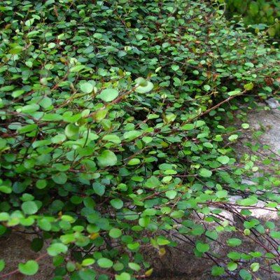 Muehlenbeckia Sealand Compact - Leaderplant