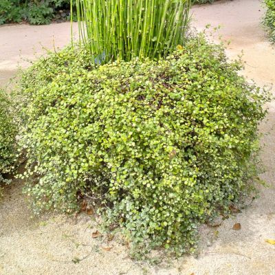 Muehlenbeckia Sealand Compact - Leaderplant