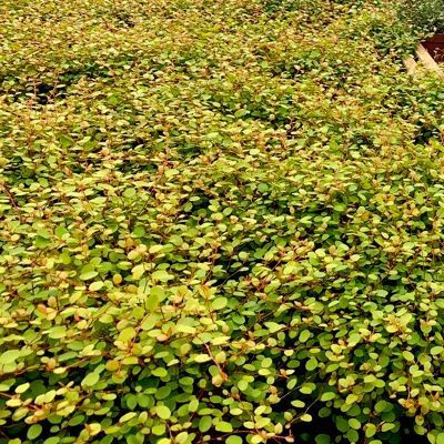 Muehlenbeckia Golden Girl  - Leaderplant