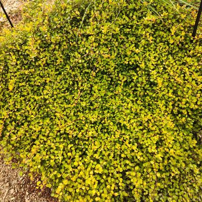 Muehlenbeckia Golden Girl  - Leaderplant