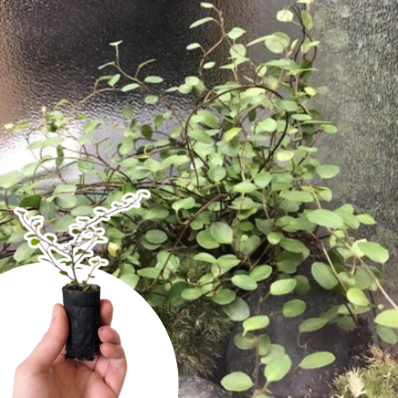 Muehlenbeckia Sealand Compact en mini-motte - Leaderplant