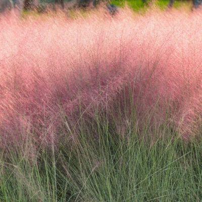 Graminée Muhlenbergia Ruby - Leaderplant