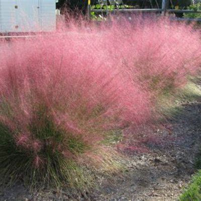 Graminée Muhlenbergia Ruby - Leaderplant