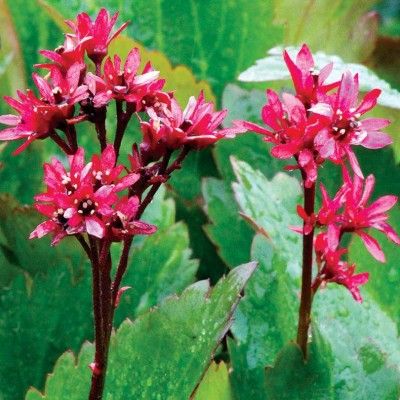 Mukgenia Nova Flame - Leaderplant