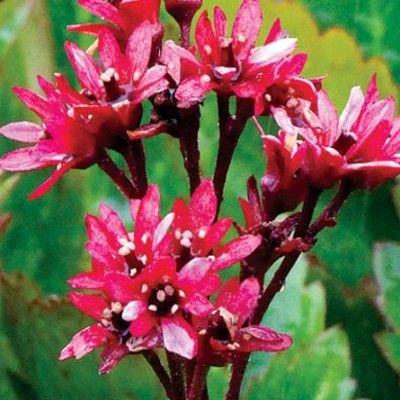 Mukgenia Nova Flame - Leaderplant