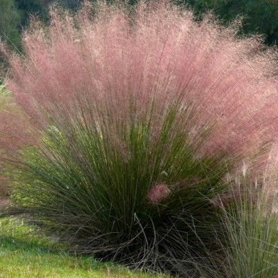 Graminée Muhlenbergia capilaris - Leaderplant