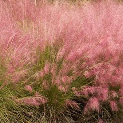 Graminée Muhlenbergia capilaris - Leaderplant