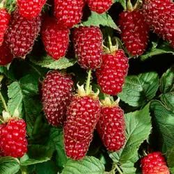 Mûre-Framboise 'Loganberry' - Leaderplant