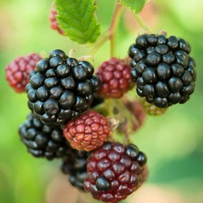 Mûre sans épine - Leaderplant