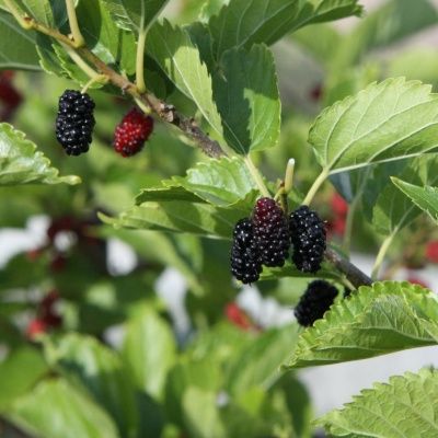 Mûrier de Corée - Leaderplant