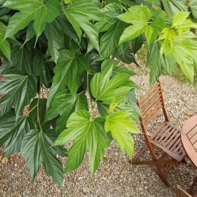 Mûrier de Corée - Leaderplant