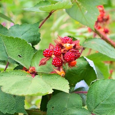 Mûrier du Japon - Leaderplant