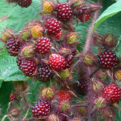 Mûrier du Japon - Leaderplant