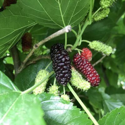 Mûrier Illinois Everbearing - Leaderplant