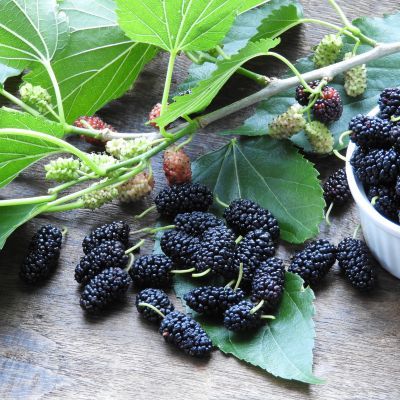 Mûrier Illinois Everbearing - Leaderplant