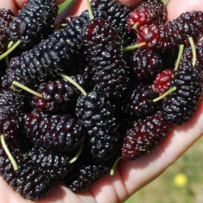 Mûrier Illinois Everbearing - Leaderplant