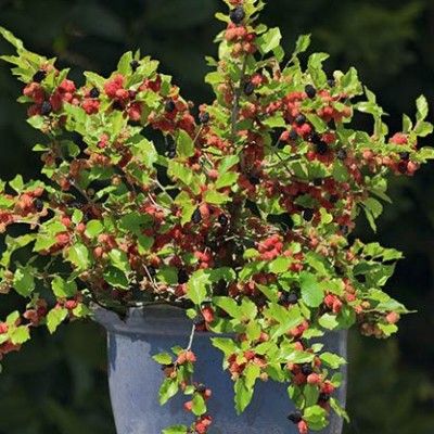 Mûrier nain Mojo Berry - Leaderplant