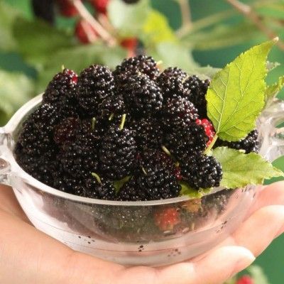 Mûrier nain Mojo Berry - Leaderplant