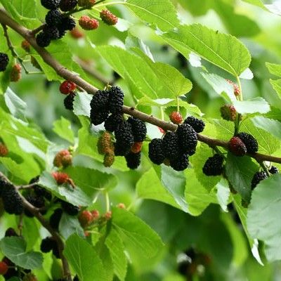 Mûrier noir greffé Wellington - Leaderplant