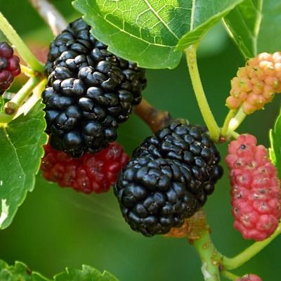 Mûrier noir greffé Wellington - Leaderplant