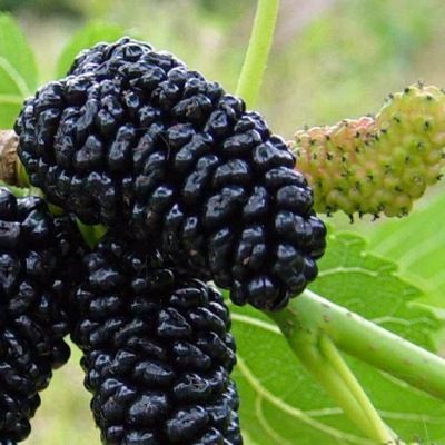 Mûrier noir - Leaderplant