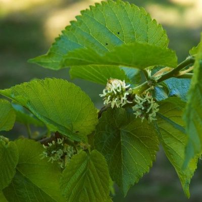 Mûrier noir - Leaderplant