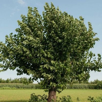 Mûrier rouge - Leaderplant