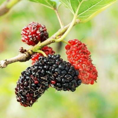 Mûrier rouge - Leaderplant