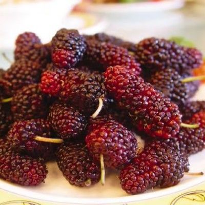 Mûrier rouge - Leaderplant