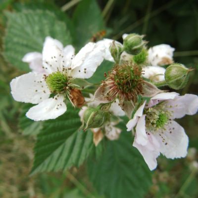 Murier à gros fruits The Big Easy ® - Leaderplant