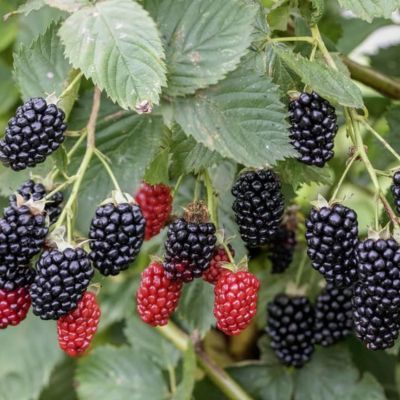 Murier à gros fruits The Big Easy ® - Leaderplant