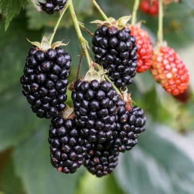 Murier à gros fruits The Big Easy ® - Leaderplant