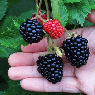 Murier à très gros fruits Triple Crown - Leaderplant