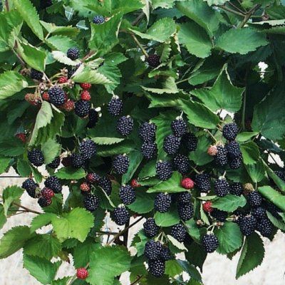 Murier à très gros fruits Triple Crown - Leaderplant