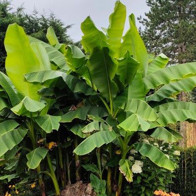 Bananier rustique - Leaderplant