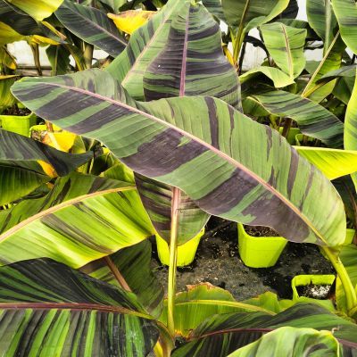 Bananier rustique Ever Red ® - Leaderplant