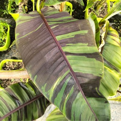 Bananier rustique Ever Red ® - Leaderplant