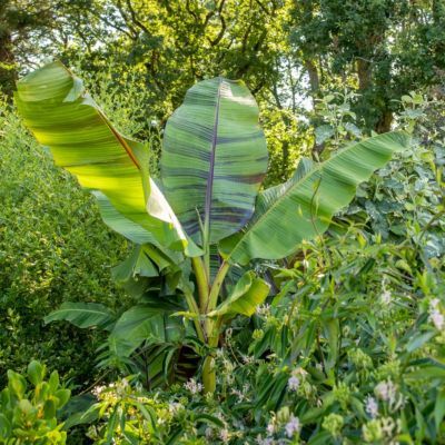 Bananier rustique Ever Red ® - Leaderplant