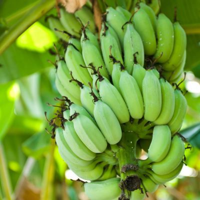 Bananier rustique Speciosa - Leaderplant