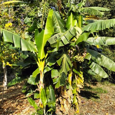 Bananier rustique Speciosa - Leaderplant