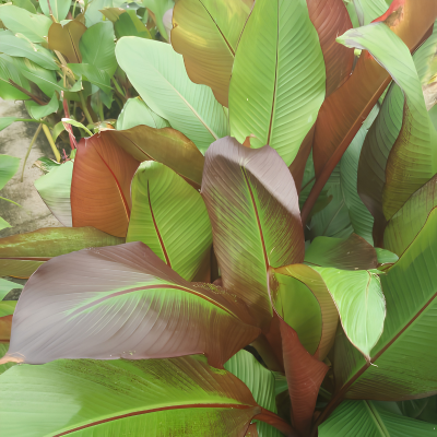 Bananier d'Abyssinie Maurelli en mini-motte - Leaderplant