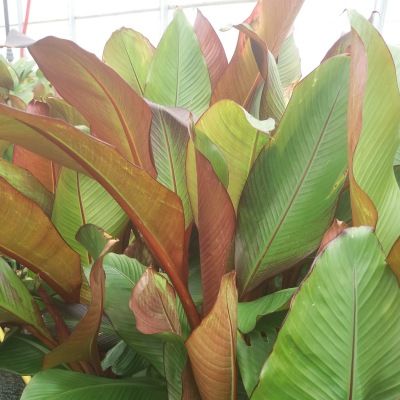 Bananier d'Abyssinie Maurelli - Leaderplant