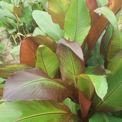 Bananier d'Abyssinie Maurelli - Leaderplant
