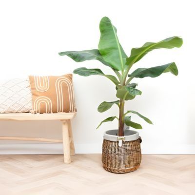 Bananier rustique Red Tiger en mini-motte  - Leaderplant