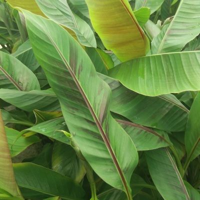 Bananier rustique Red Tiger (Manipur) - Leaderplant