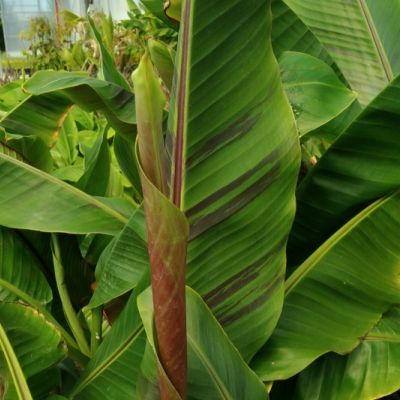 Bananier rustique Red Tiger (Manipur) - Leaderplant