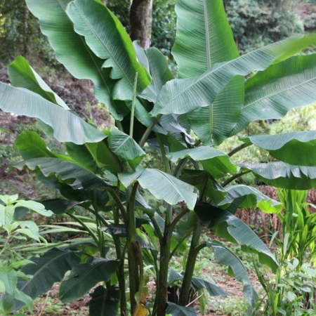 Bananier rustique Speciosa  en mini-motte - Leaderplant